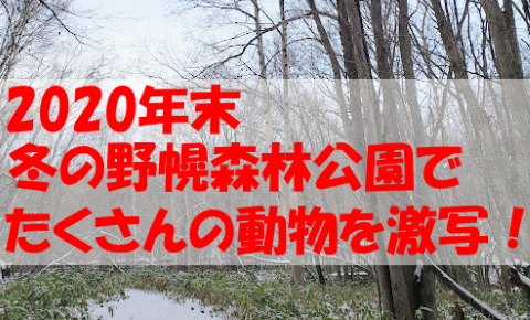 冬の野幌森林公園で野鳥とかきつねとか 札幌が好きすぎる男の物語